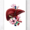 Anatomie du foie - Floral - Blanc