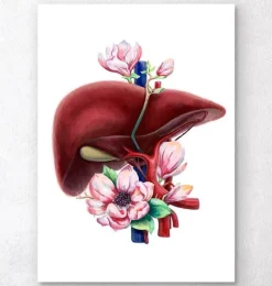 Anatomie du foie - Floral - Blanc