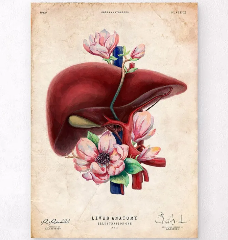 Anatomie du foie - Floral - Vieux papiers
