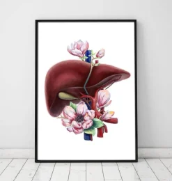 Anatomie du foie - Floral - Blanc