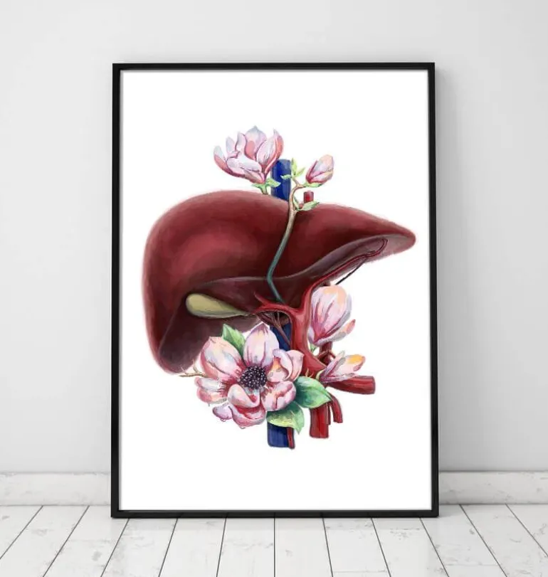 Anatomie du foie - Floral - Blanc