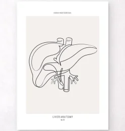 Anatomie du foie - Line Art