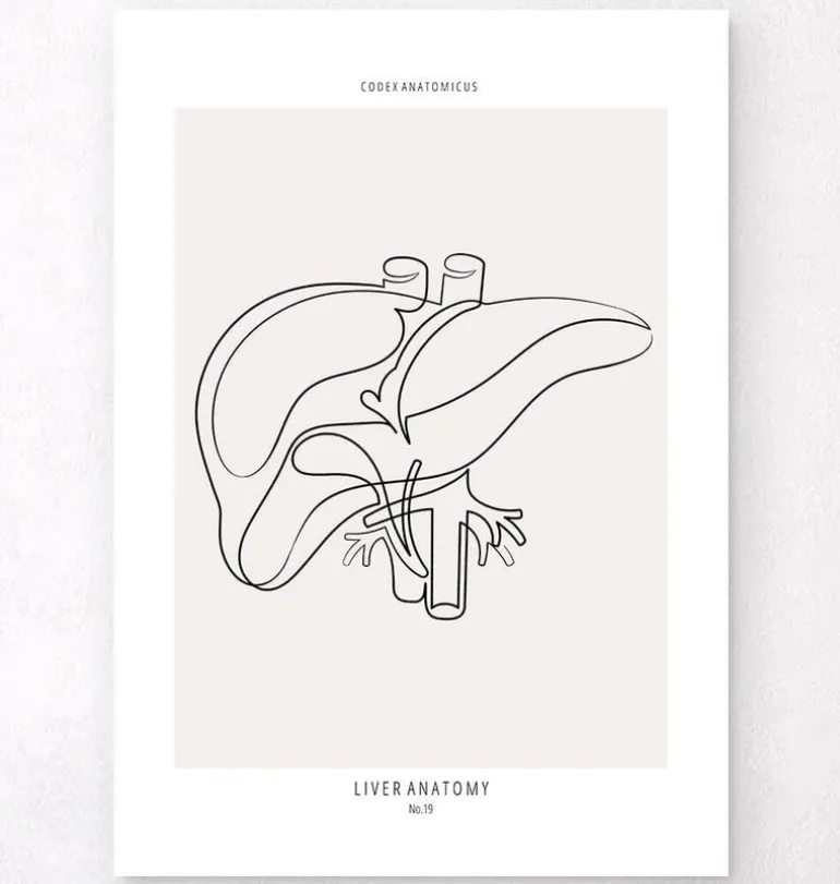 Anatomie du foie - Line Art