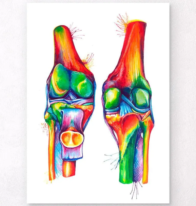 Anatomie du genou - Aquarelle