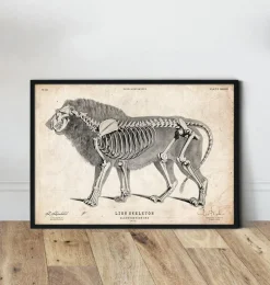 Anatomie du lion