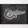Anatomie du pancréas - Chalkboard
