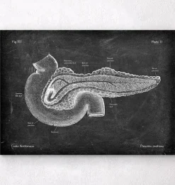 Anatomie du pancréas - Chalkboard