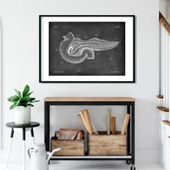 Anatomie du pancréas - Chalkboard