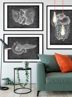 Anatomie du pancréas - Chalkboard