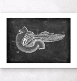 Anatomie du pancréas - Chalkboard