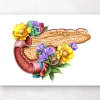 Anatomie du pancréas - Floral - Blanc