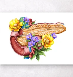 Anatomie du pancréas - Floral - Blanc