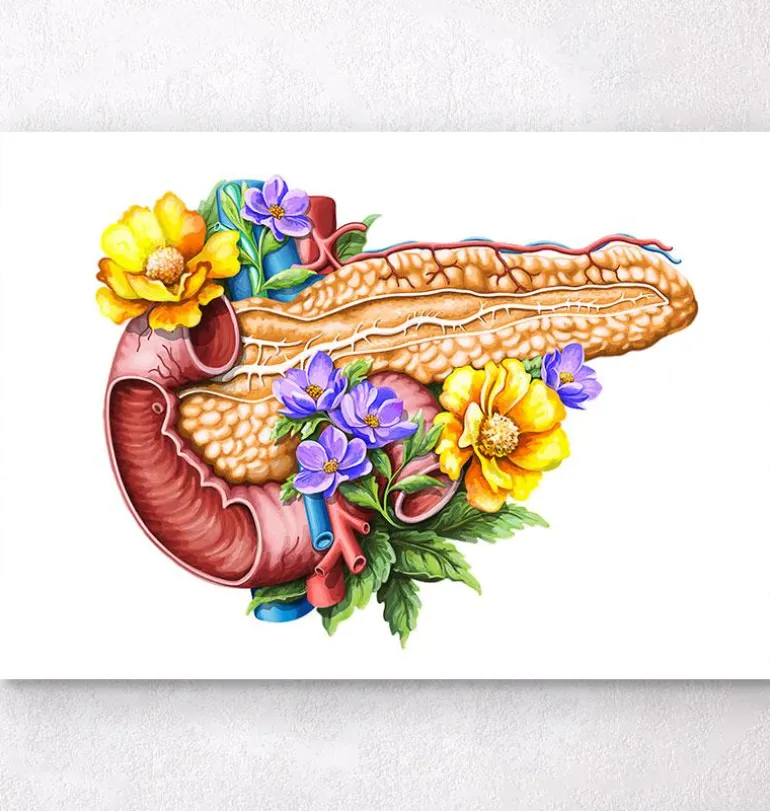 Anatomie du pancréas - Floral - Blanc