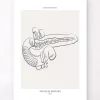 Anatomie du pancréas - Line Art