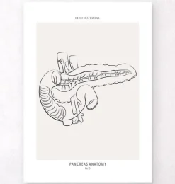 Anatomie du pancréas - Line Art