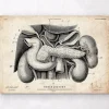 Anatomie du pancréas, du foie et de la vésicule biliaire