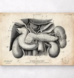 Anatomie du pancréas, du foie et de la vésicule biliaire