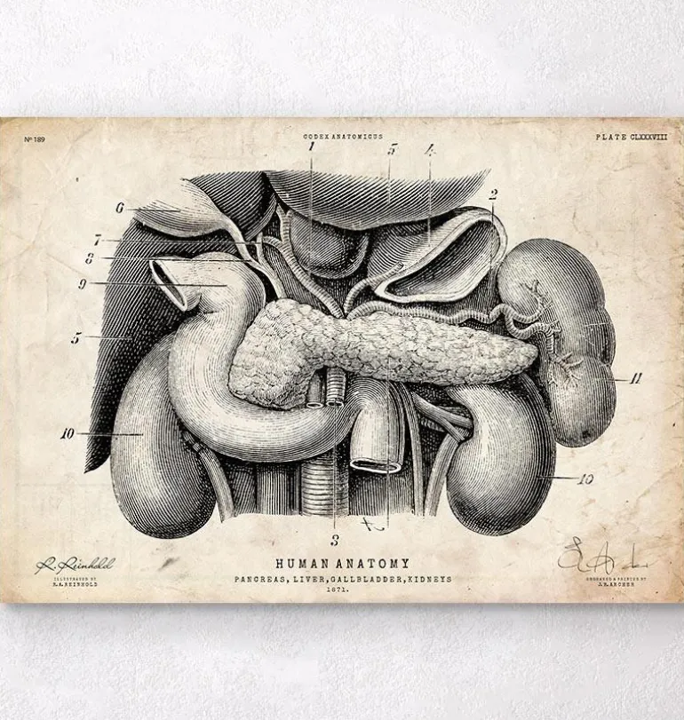 Anatomie du pancréas, du foie et de la vésicule biliaire