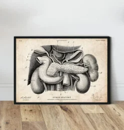 Anatomie du pancréas, du foie et de la vésicule biliaire