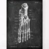 Anatomie du pied - Chalkboard