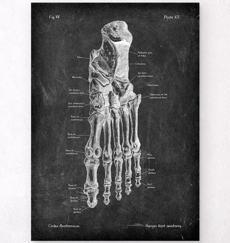 Anatomie du pied - Chalkboard