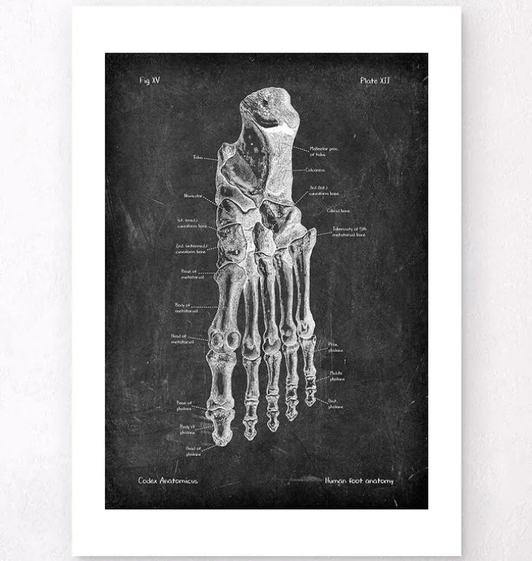 Anatomie du pied - Chalkboard