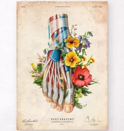 Anatomie du pied - Floral - Vintage