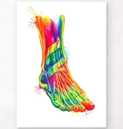 Anatomie du pied et de la cheville - Aquarelle