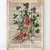 Anatomie du pied floral - Ancien dictionnaire