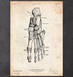 Anatomie du pied humain