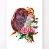 Anatomie du placenta - Floral - Blanc