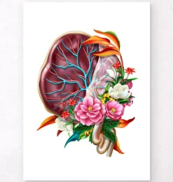 Anatomie du placenta - Floral - Blanc