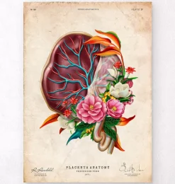 Anatomie du placenta - Floral - Vintage