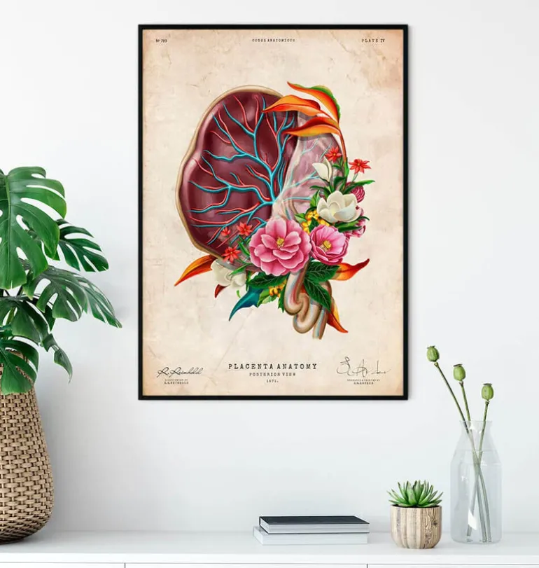 Anatomie du placenta - Floral - Vintage