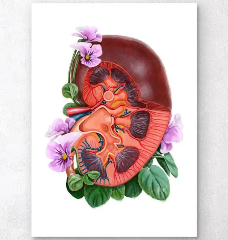 Anatomie du rein - Aquarelle florale - Blanc
