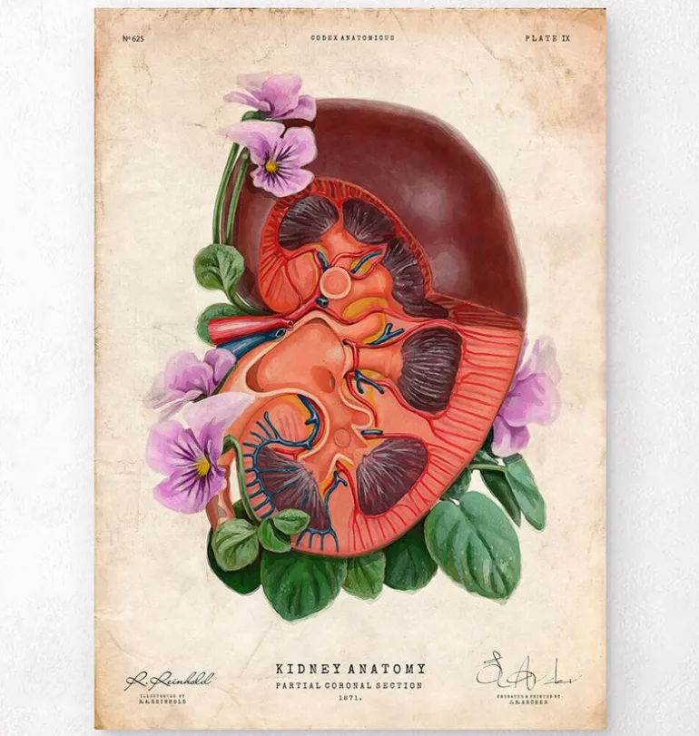 Anatomie du rein - Floral - Vieux papier