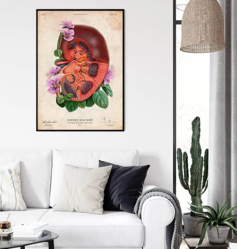 Anatomie du rein - Floral - Vieux papier