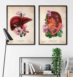 Anatomie du rein - Floral - Vieux papier
