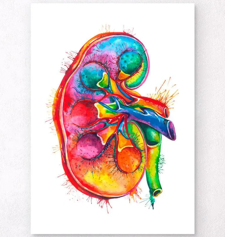 Anatomie du rein droit - Aquarelle
