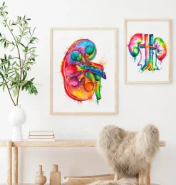 Anatomie du rein droit - Aquarelle