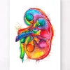 Anatomie du rein gauche - Aquarelle