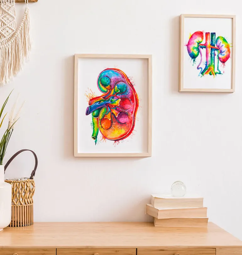 Anatomie du rein gauche - Aquarelle