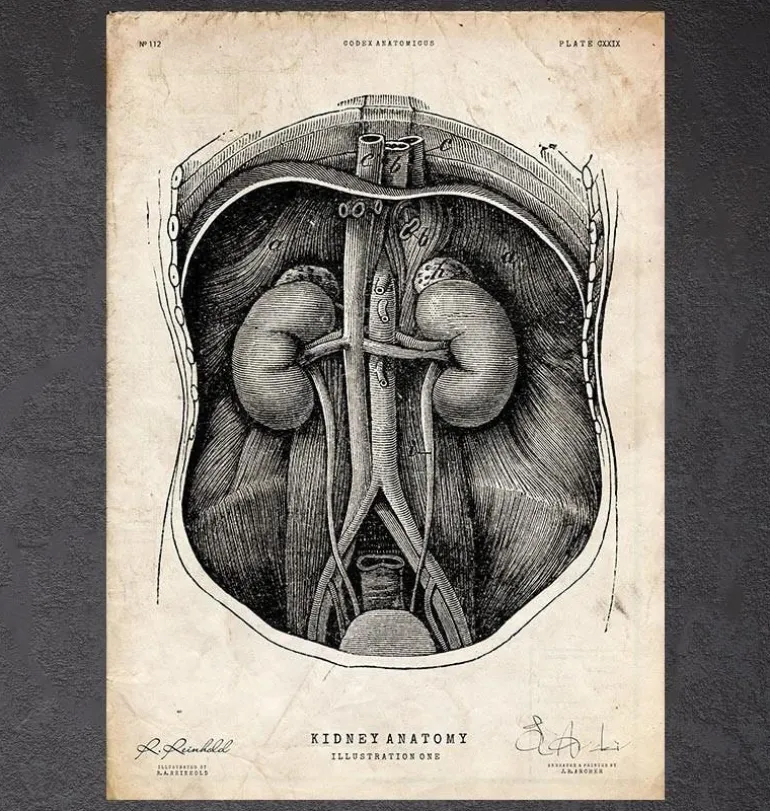Anatomie du rein I