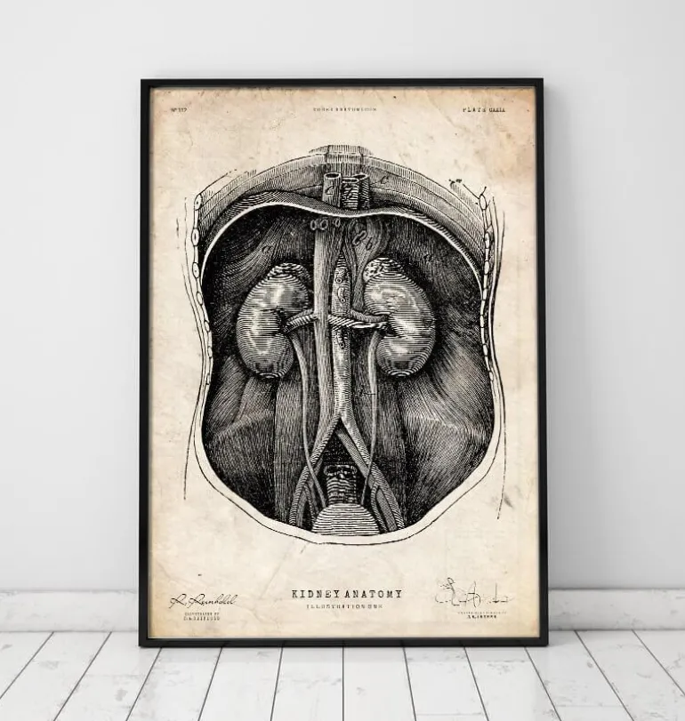 Anatomie du rein I