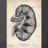 Anatomie du rein II