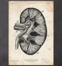Anatomie du rein II