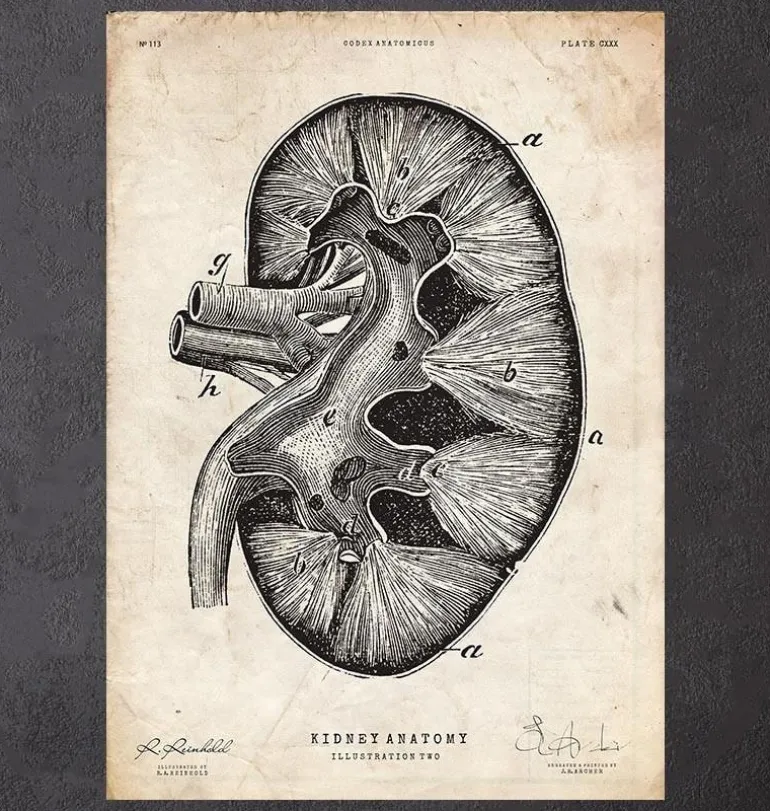 Anatomie du rein II