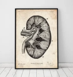 Anatomie du rein II