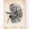 Anatomie du rein III