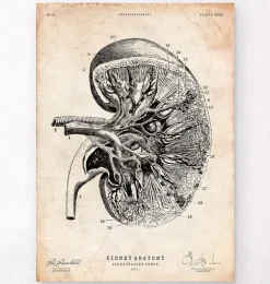 Anatomie du rein III